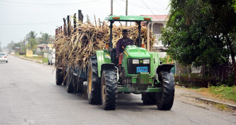 A stack of sugar cane being carried to the Wales Sugar Estate yesterday.