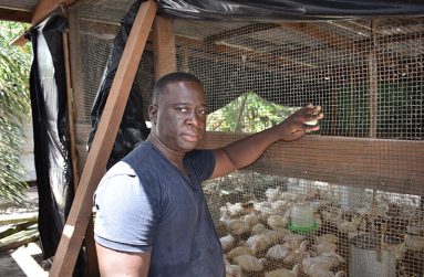 Lawrence Rigby at his chicken pens (Carl Croker photos)