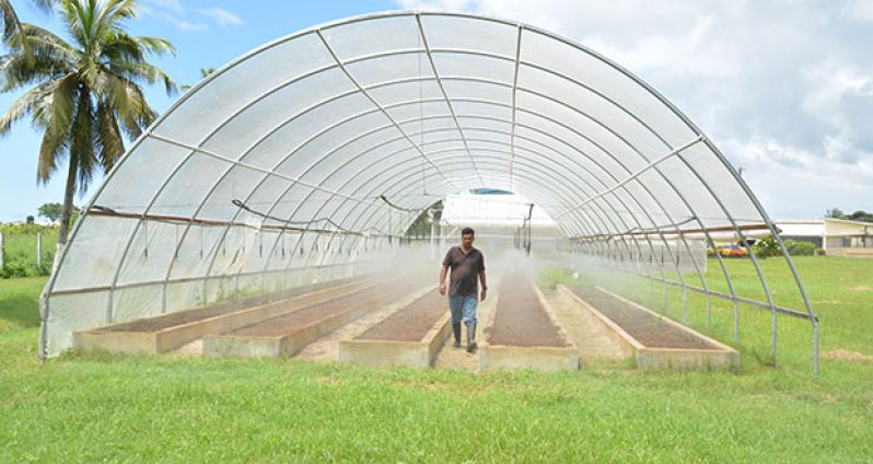 A NAREI worker examining the sprinklers at the shaded cultivation nursery