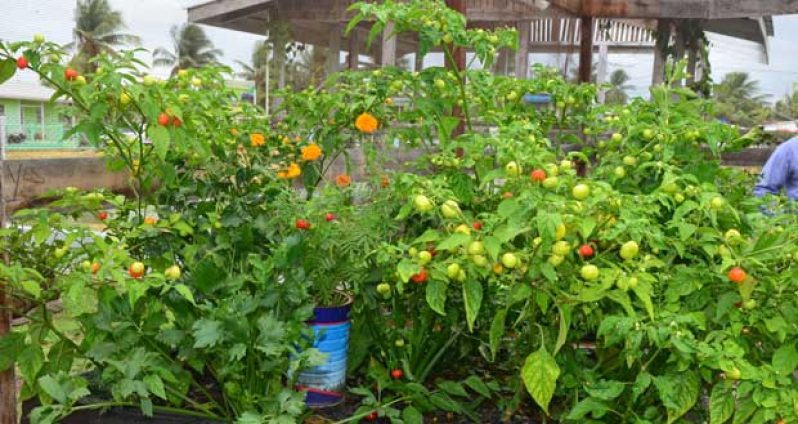 An assortment of peppers, flowers and celery grown in substrate of charcoal, paddy husk and coconut husk