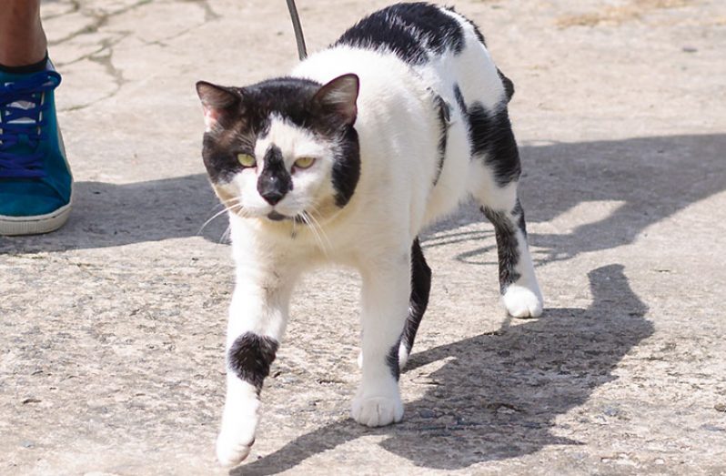 The ever friendly neighbourhood cat ‘Climb Up’. Photos by Delano Williams