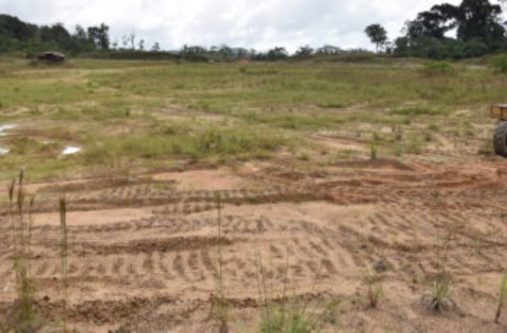 Part of the reclaimed land at Olive Creek, Region Seven. This was once a mined out pit. Two years ago the pit was back-filled and left to be re-vegetated naturally