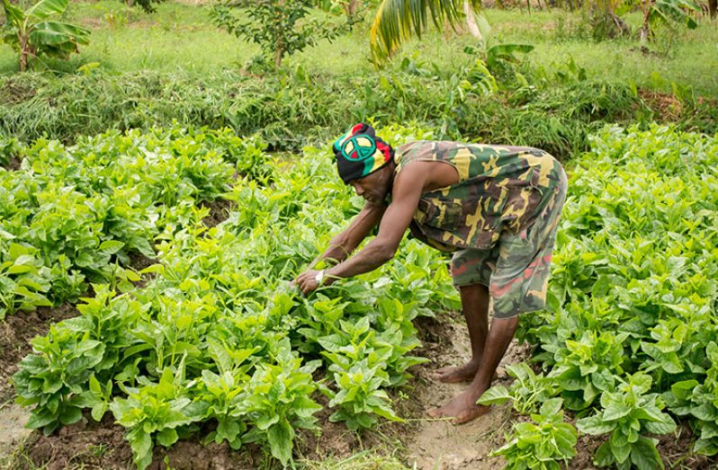 Field Manager of the Grantees Ronald Roberts tending to his callaloo beds on the farm