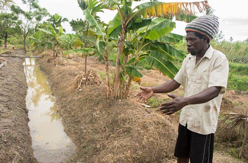 Farmer Leroy Hamer, shows Guyana Chronicle photographer Samuel Maughn a desalted drain in his farm