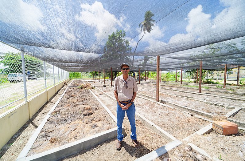 Ricky Roopchand showcasing some og Hope Estates’s coconut beds and shade houses (Samuel Maughn photos)