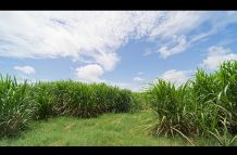 The vast canefield of the Blairmont Estate (Samuel Maughn photos)