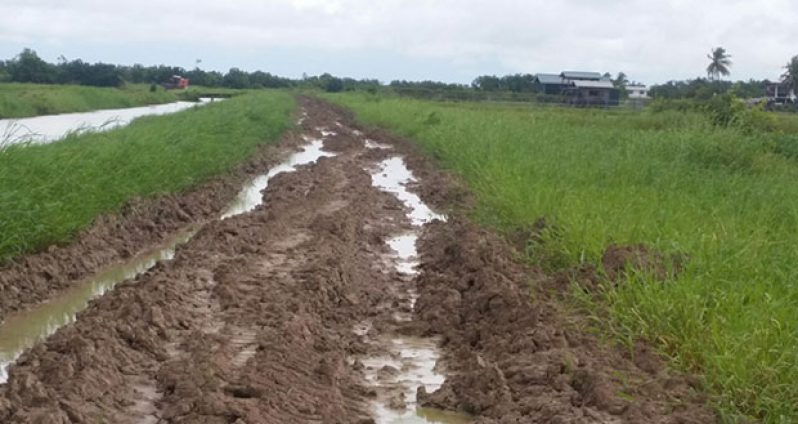 The dam used by farmers to access rice fields at Mahaicony Creek, Region 5