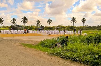 Workers made good use of the sun to dry their paddy. They are now heaping it into bags to either take for milling or to use as seedlings to plant more rice