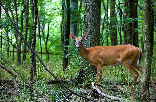 Deer