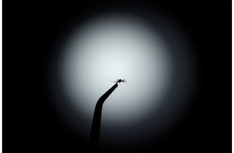 Dengue