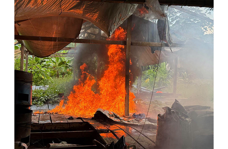 The GPF destroyed an estimated $22,038,728 in suspected narcotics on Thursday after ranks uncovered two cannabis farms during an eradication exercise at Yaruni Bend