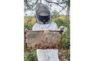 Diane Leitch-Hinds poses with honey straight from the hive, a typical day in her life as a beekeeper
