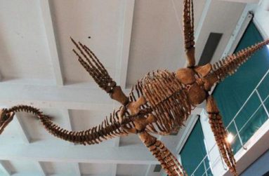 A replica of the Plesiosaur ''Tuarangisaurus Cabazai'' made from polyurethane foam is pictured on display at the Argentine Natural Sciences Museum in Buenos Aires in this file photo from July 1, 2013. (REUTERS/ENRIQUE MARCARIAN/FILES))