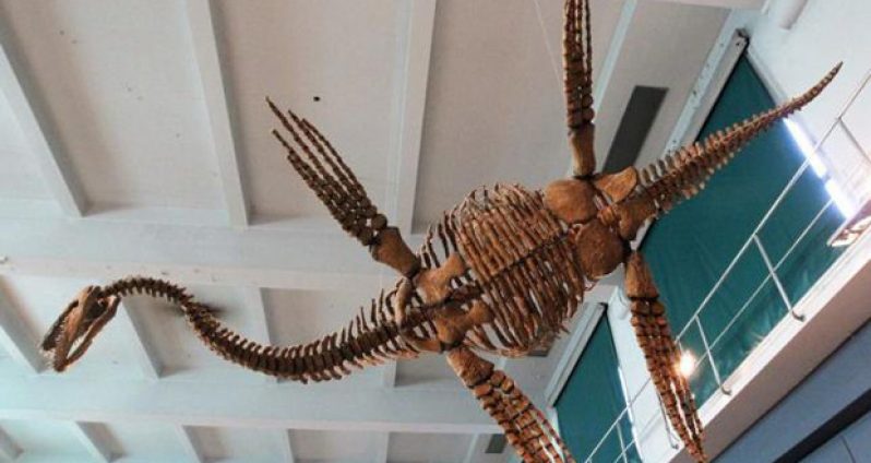 A replica of the Plesiosaur ''Tuarangisaurus Cabazai'' made from polyurethane foam is pictured on display at the Argentine Natural Sciences Museum in Buenos Aires in this file photo from July 1, 2013. (REUTERS/ENRIQUE MARCARIAN/FILES))