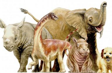 An artist's illustration showing the size comparisons of a newborn dinosaur called Rapetosaurus (2nd from L) that lived on the island of Madagascar to some large-bodied mammalian newborns such as a baby black rhino, African elephant, hippo and dog.