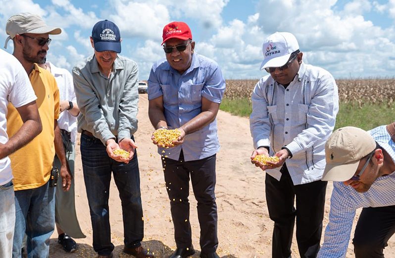Senior Finance Minister Dr. Ashni Singh (second from right) next to Minister of Agriculture Zulfikar Mustapha, along with IsDB President, His Excellency Dr. Muhammad Al-Jasser (fourth from right) and other officials having a feel of the produce on the 1,200 acres of corn farm