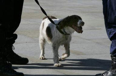 A police dog handler talks with a colleague as his sniffer dog waits outside the GMEX (Greater Manchester Exhibition centre) in Manchester, northern England. (REUTERS/PHIL NOBLE)