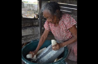 Though battling severe arthritis pain, Iris Sutton, 90, clings to what she knows best – baking cassava bread for a living. In this photo she starts the process by grating the cassava