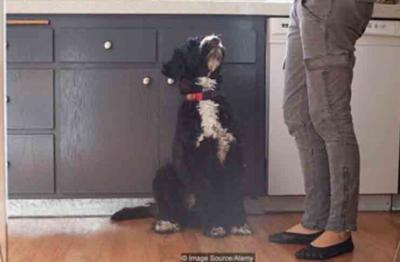 How much do dogs understand about their owners? (Credit: Image Source/Alamy)