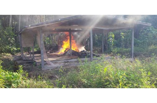 The police in Regional Division #10 recently conducted a successful “eradication exercise” between Wiruni and St. Lust in the Berbice River, during which a cannabis farm was found and destroyed