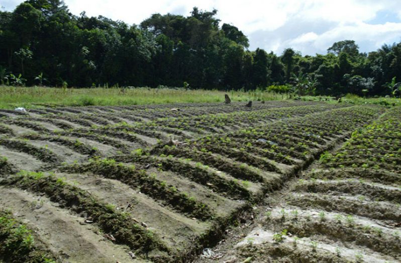 New roads are slated for construction in the farming community of Ebini