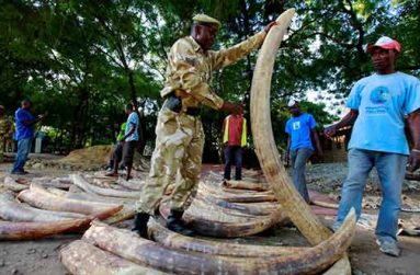A Kenya Wildlife Services ranger inspects part of elephant tusks in Mombasa, Kenya, July 22, 2016. REUTERS/Joseph Okanga/File Photo