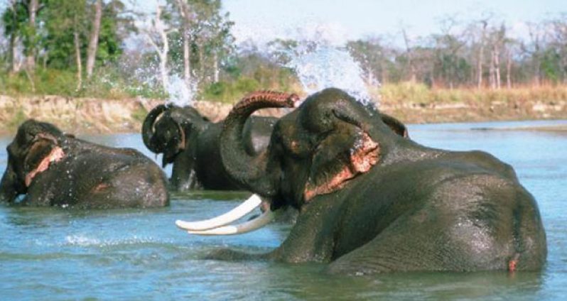 Elephants