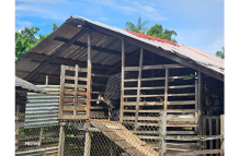 The elevated pen Mahabeer Ramkissoon constructed to safeguard the well-being of his goats