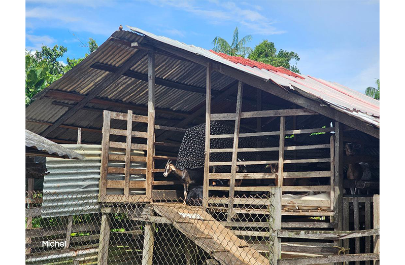 The elevated pen Mahabeer Ramkissoon constructed to safeguard the well-being of his goats