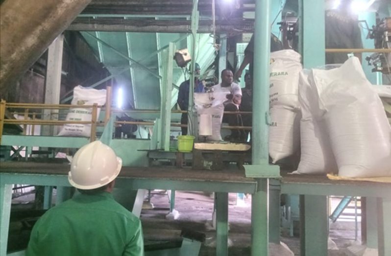 Bagging of 50kg/110lb genuine Demerara cane sugar at the Uitvlugt Estate