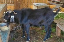 This handsome billy goat will be on show as well