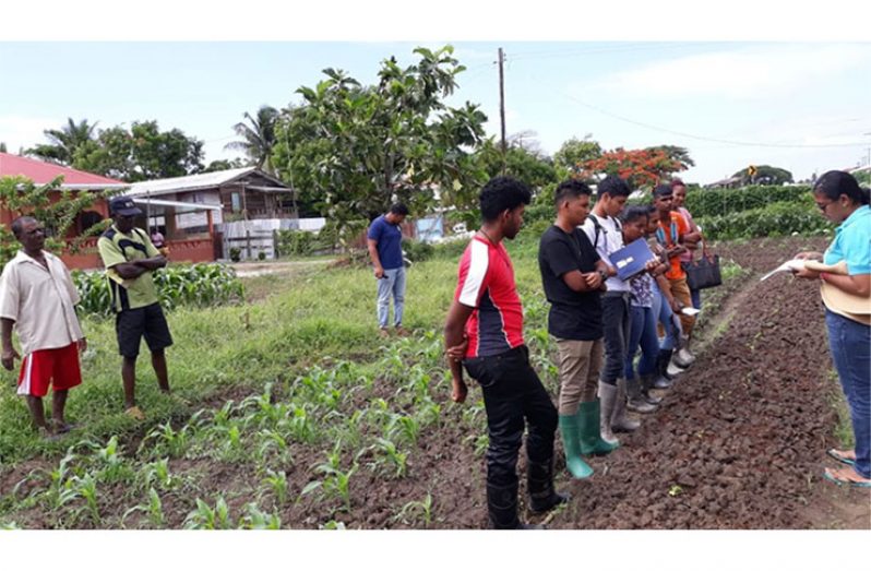 Farmers, GSA students, Research Assistant, Extension staff and Quarantine staff participated in a Farmers' Field School (FFS) for chili peppers.