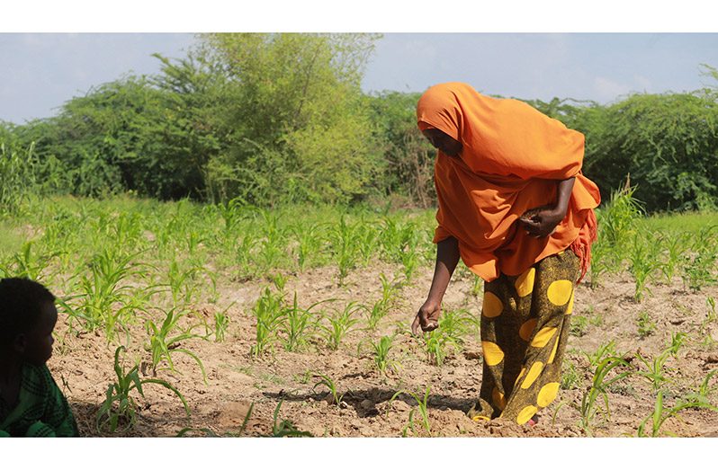 Agricultural aid: a game changer in tackling hunger crises