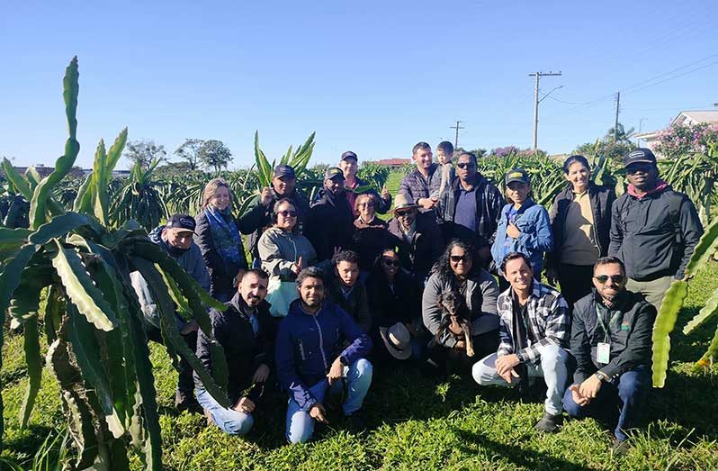 FAO Guyana Dragon fruit farm