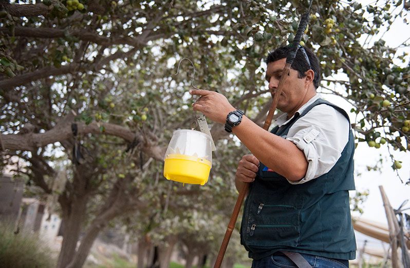 Plant pests and diseases cause food crop losses of up to 40 per cent, according to FAO estimates (FAO photo)