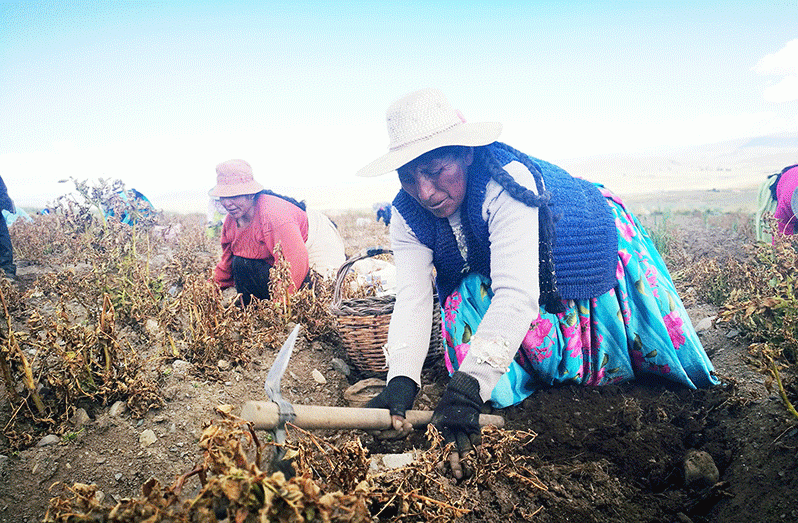 Potato growers in Santiago de Huata, La Paz, Bolivia