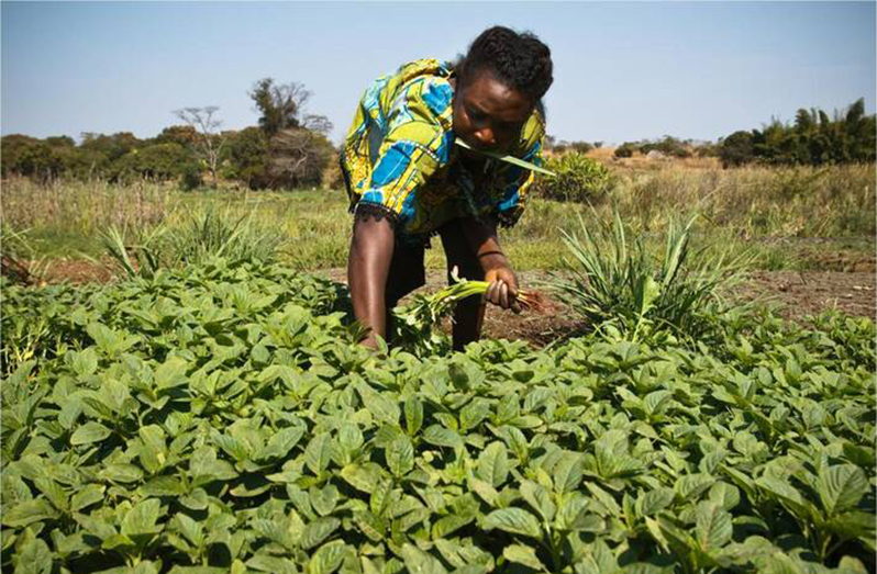 Harnessing local agricultural production to create healthy diets ...