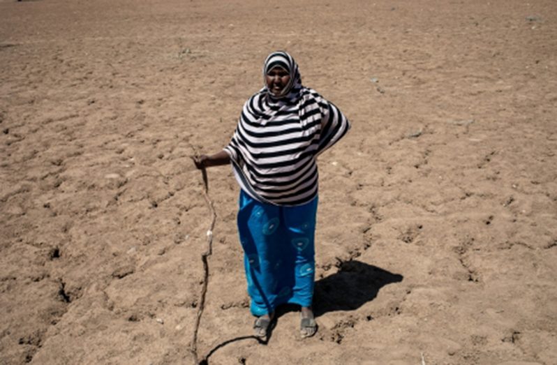 FAO works with families in Somalia’s drought-affected areas to provide cash transfers and other livelihood assets, giving them the option to stay (FAO photo)