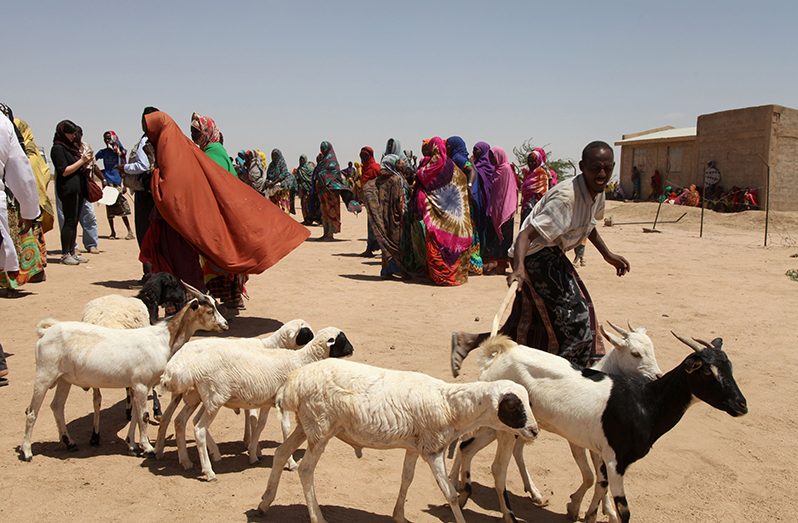 The FAO is helping pastoralists affected by the drought in Ethiopia to safeguard livelihoods and enhance their food security conditions