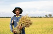 A rice farmer in Cambodia