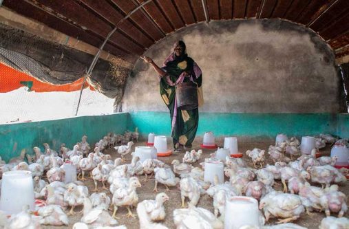 Raising poultry in Mauritania