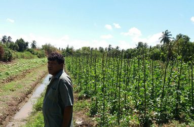 Lead farmer from Helena, Mahaica, Mr. Ganesh Haricharan