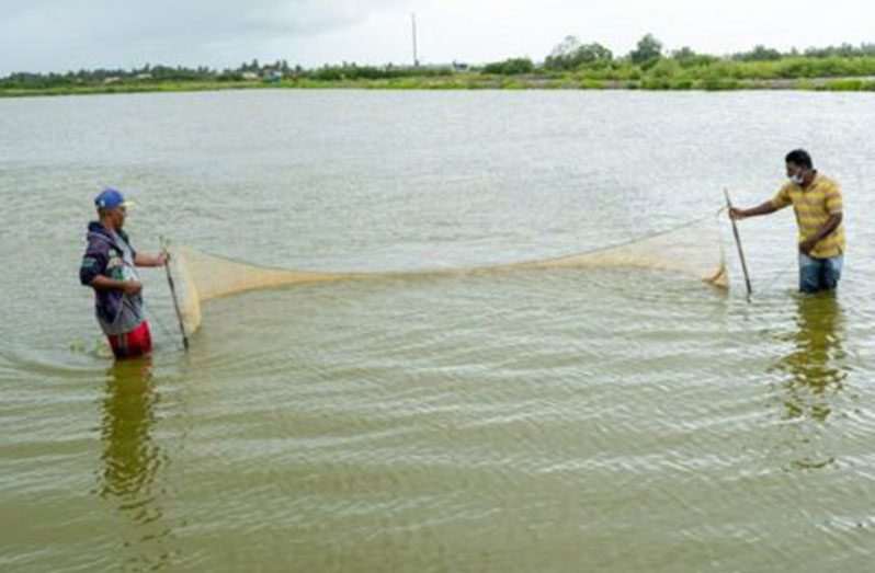 Fish farmers in one of the ponds along the Corentyne Coast (DPI photo)