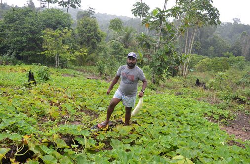 Sash Obindernauth standing in a small section of the 10-acre plot where squash is grown