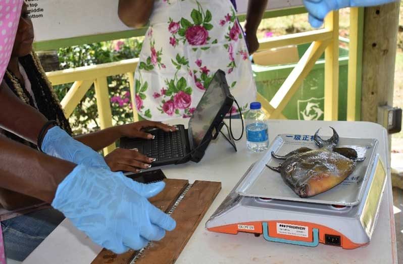 Using a hands-on approach, the capacity of the Fisheries staff to capture biological and other data using Kobo Toolbox as a digital tool was strengthened. (Photo: FMRU)