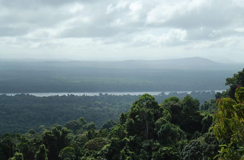 The Essequibo River in the distance as seen from Turtle Mountain at the Iwokrama Rainforest