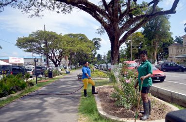Two staffers of Mings Products and Services Limited (MPS) taking care of plants in the Main Street Avenue, Georgetown on an on-going basis (Photo courtesy of MPS)