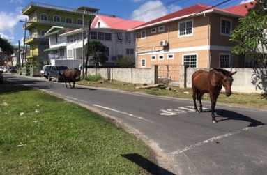 Some stray animals do obey the traffic laws and STOP at major roads before proceeding (Photo by F.Q, Farrier)