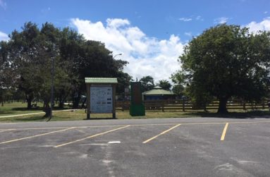 Located in the National Park in Georgetown, these two trees were planted by HRH Queen Elizabeth ll (the one on the right)and her husband Prince Phillip (Photo by Francis Q. Farrier)