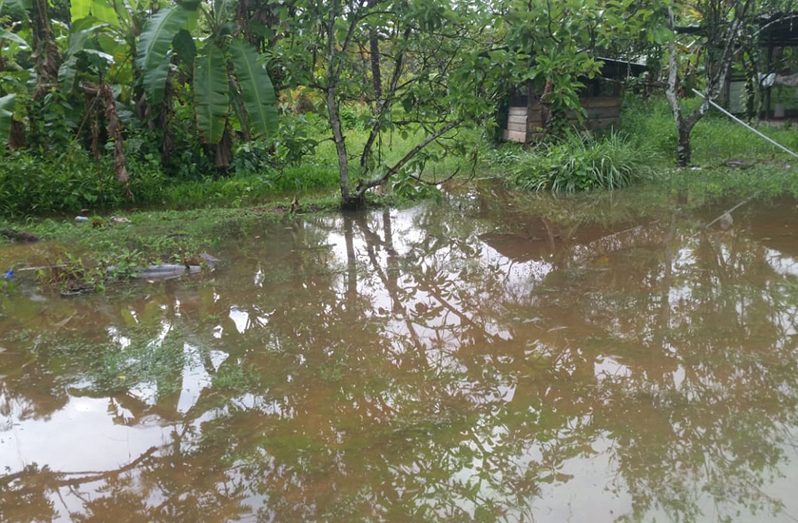 A flooded farm in the Upper Pomeroon River